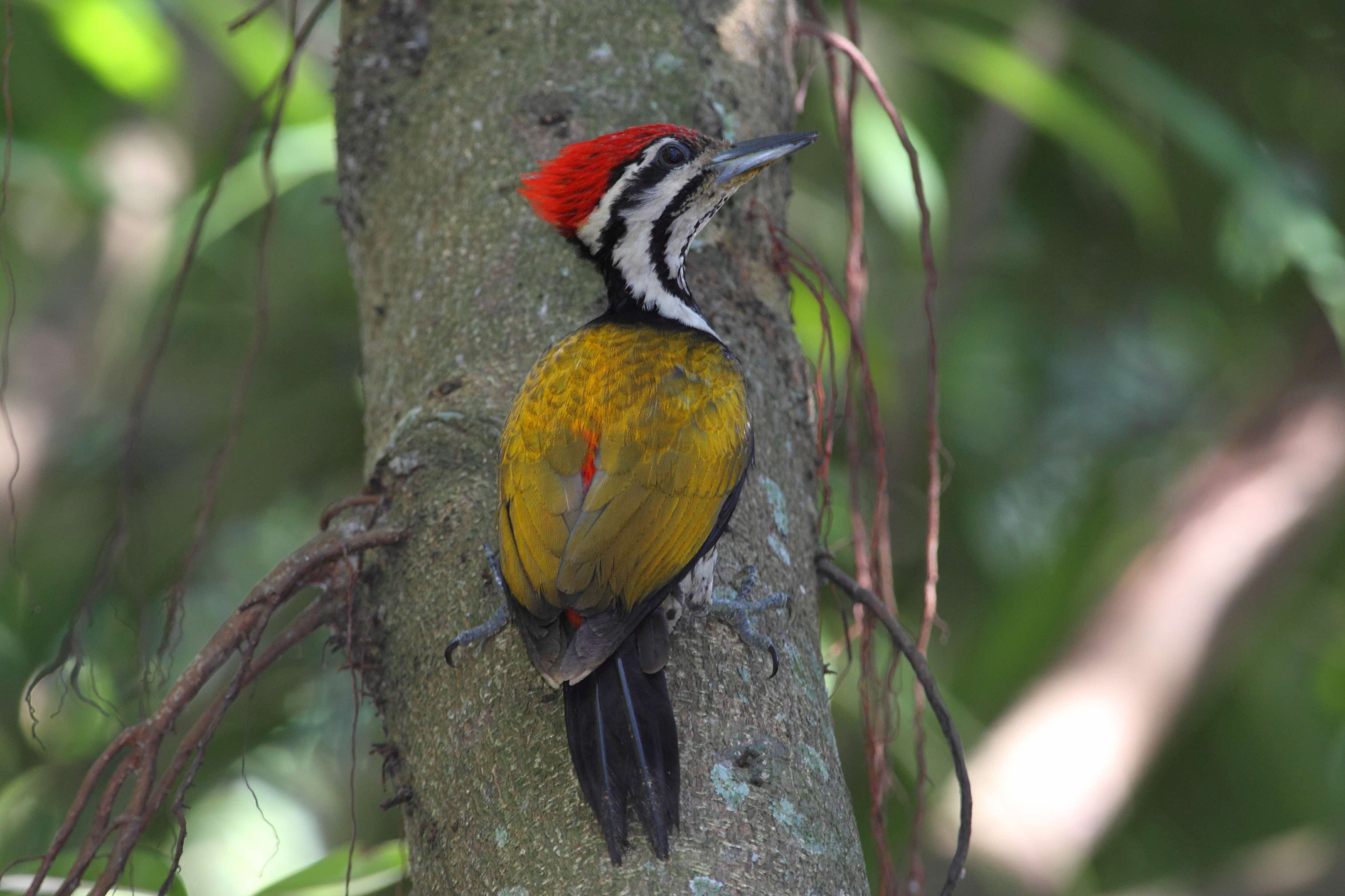 Common Flameback